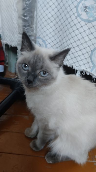 Продаётся котёнок