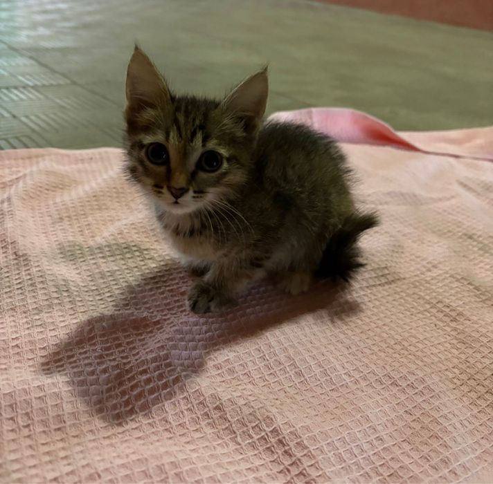 котенок, девочка, 2 месяца