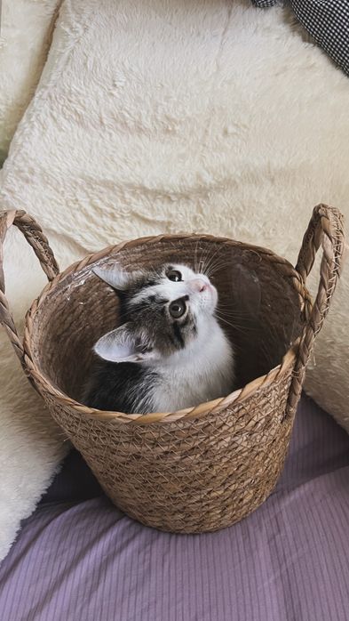 Ласковый котёнок в добрые руки