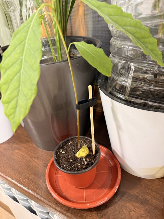 Сажененцы дерева авокадо