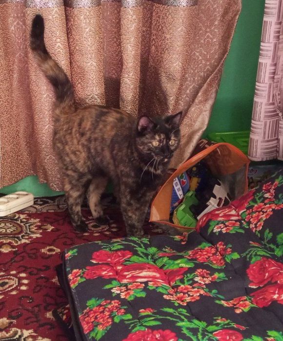 Mushuk metis aqillik gap tushnadi