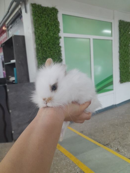 Кролики декоративные Поступление малышей