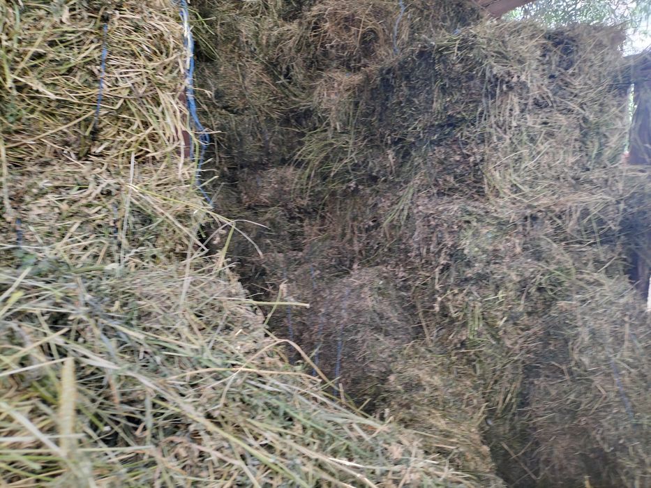 Vând baloți de lucernă