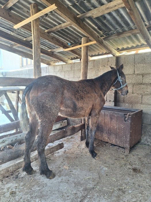 Ургашы тай сатылады