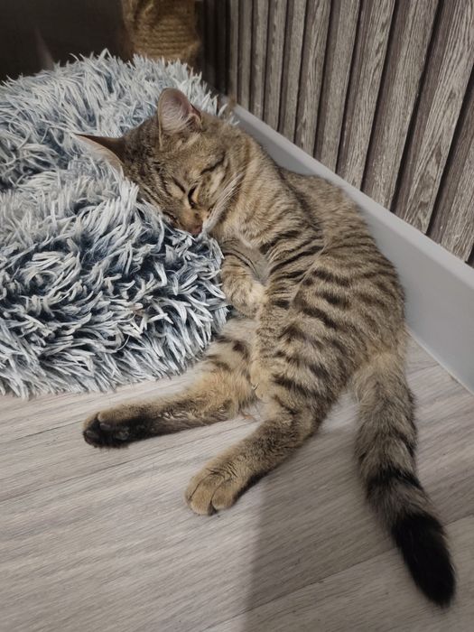 Отдам кота в добрые руки