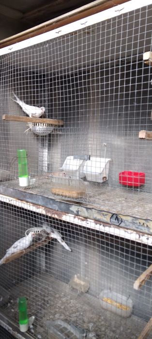 Диамантени гугутки