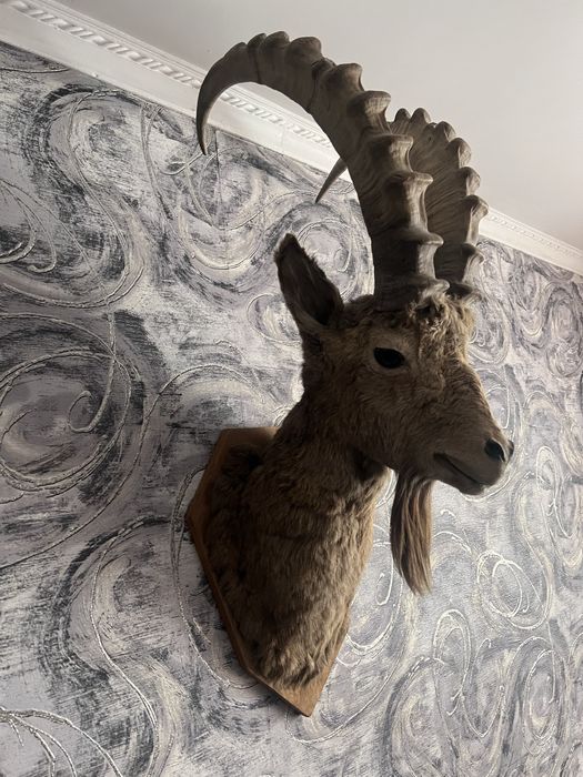 Козерог горного козла