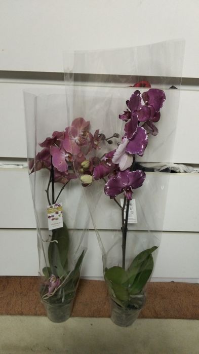 Продам орхидея сортовые