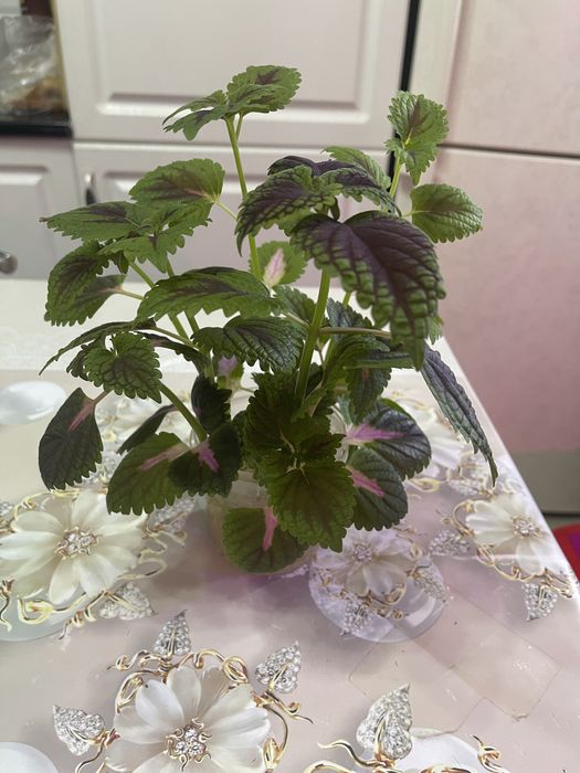 Хлорофитум, колеус