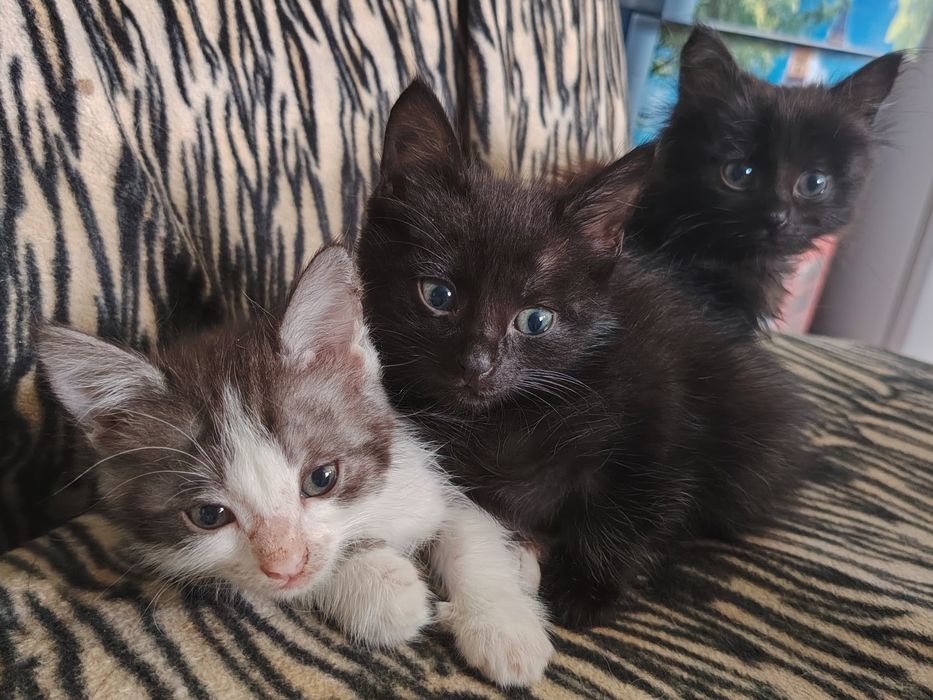 Отдам котят в добрые руки
