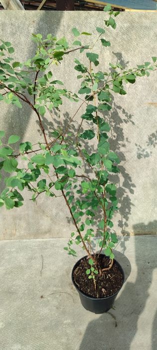 Продажа кустарников