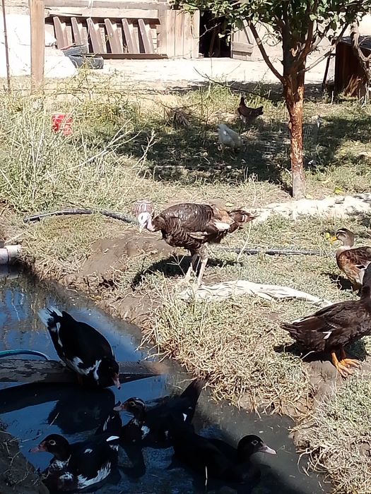 Kurk boʻlgan kurka sotiladi