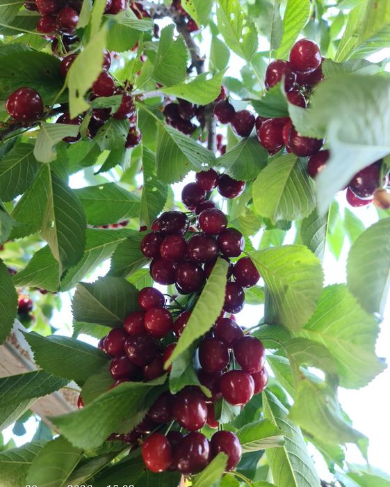 Черешня калированая