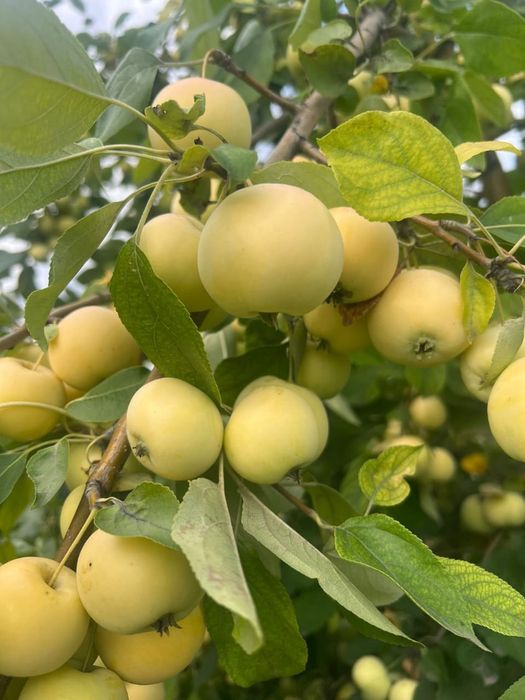 Продам местные фрукты