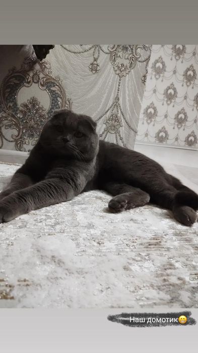 Fold va strayt mushuklar