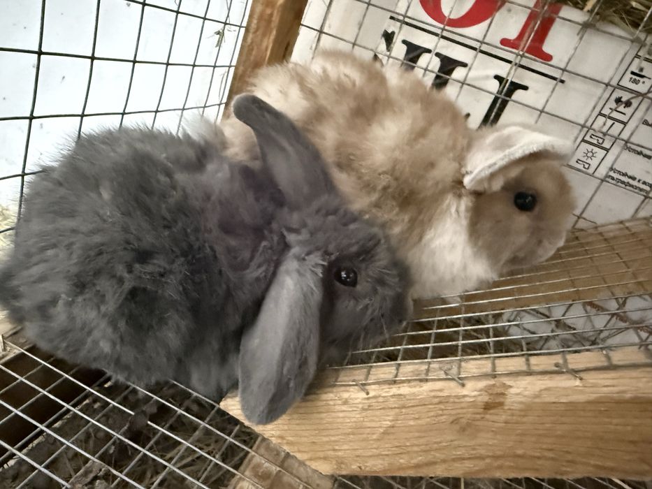 Декоративные кролики