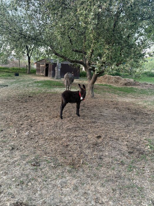 Vând măgăriță cu pui
