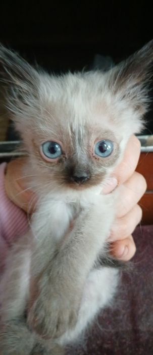 Отдам котят в добрые руки