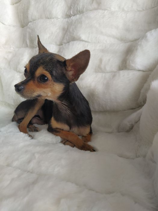 Вязка мини той терьера