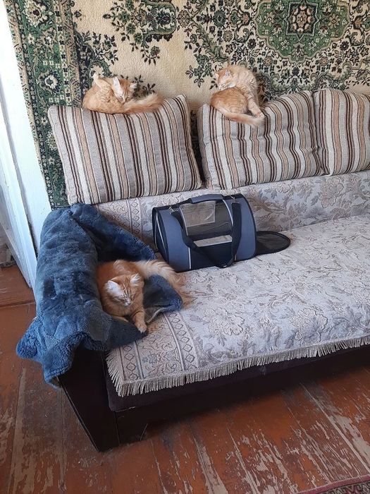 Котик в хорошие руки