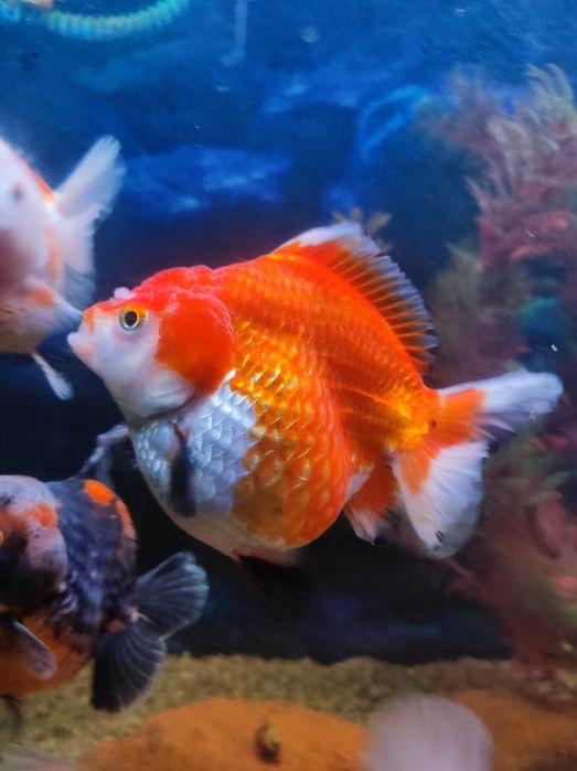 Аранда малйоклари сатилади