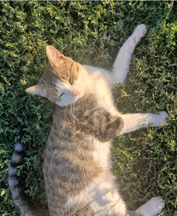 Отдам кота даром