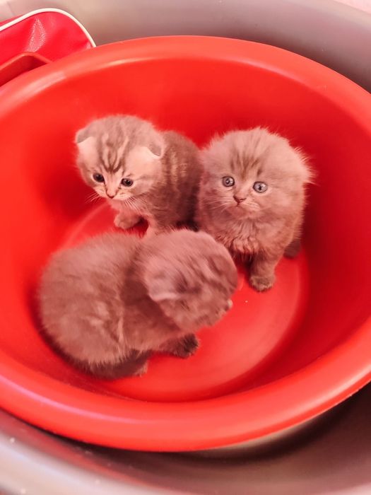 Котята вислоухие