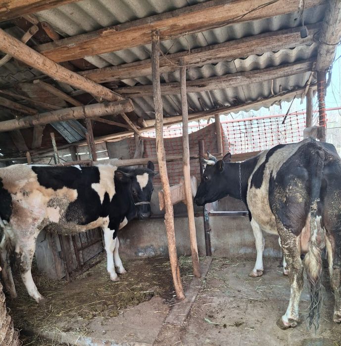 Продам годовалую телку