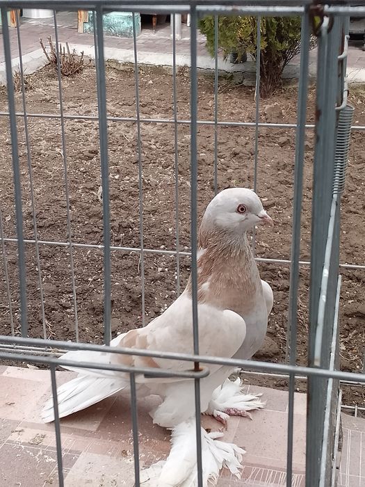 Тасманка голуби тараз