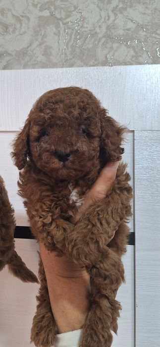 Милые щенки готовы переехать в новый дом