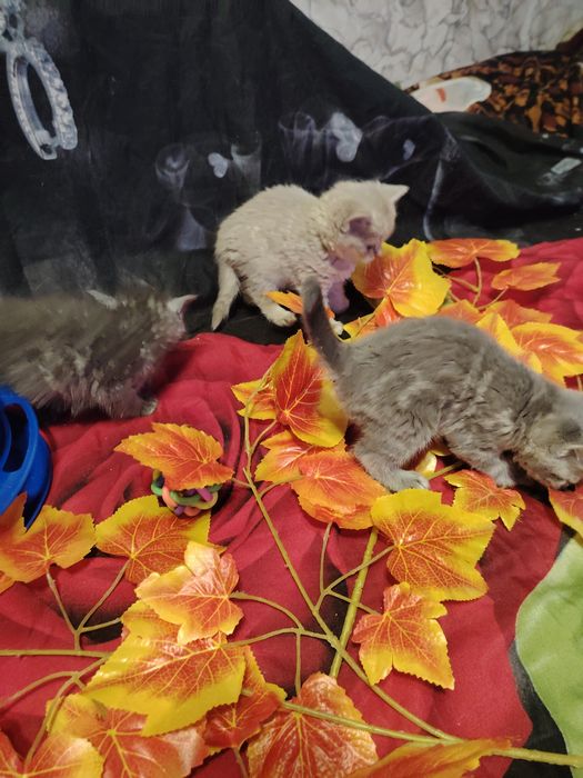 Британские малыши