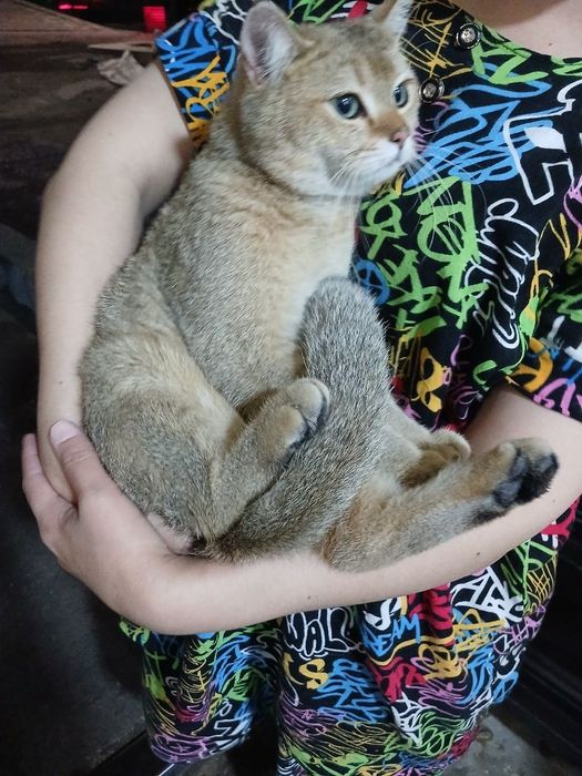 Срочно кошка продается