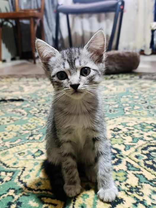Отдам в добрые руки котят