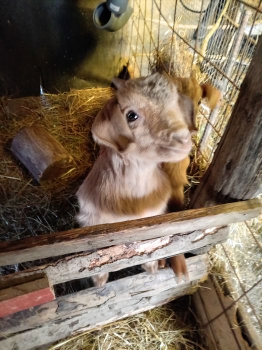 Vând 2 ieduțe metis de anglo