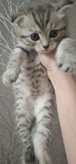Вислоухий котёнок