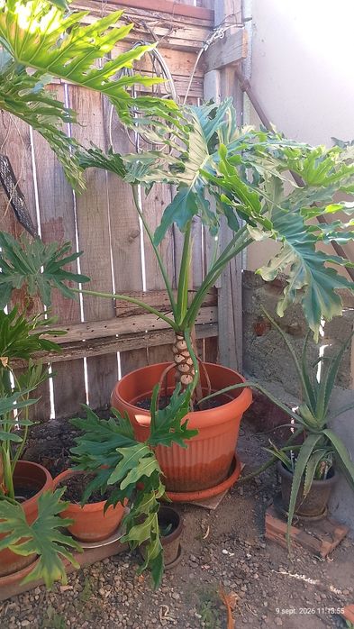 Vând planta philodendron înălțime 1,3 metri.