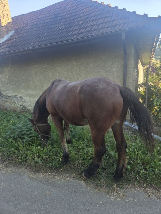 Vând cal sau schimb cu oi