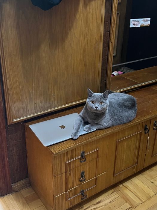 Отдам кота в добрые руки