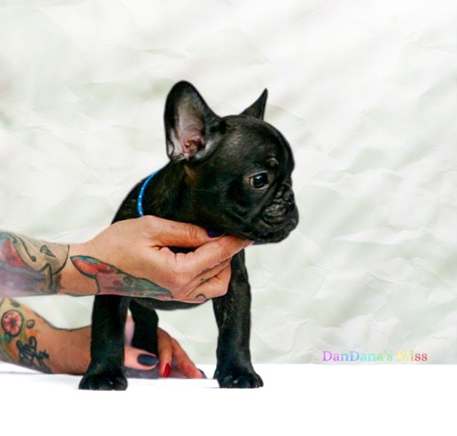 Bulldog francez negru tigrat cu pedigree - baietel