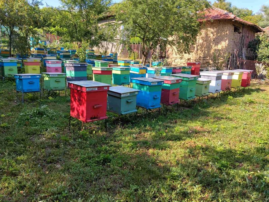 Пчелни отводки  2026г. цена за рамка ДБ