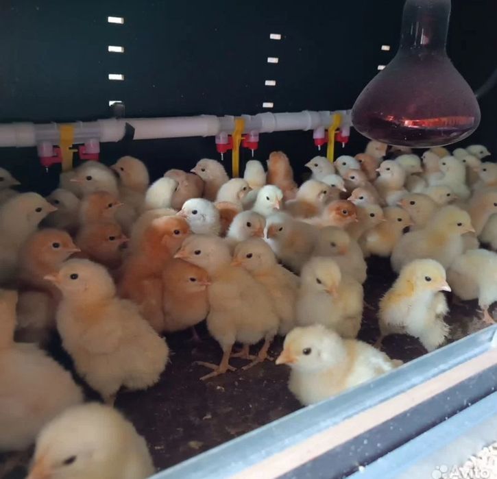 Сертухум Макён Хай-лайн жужалари сотилади