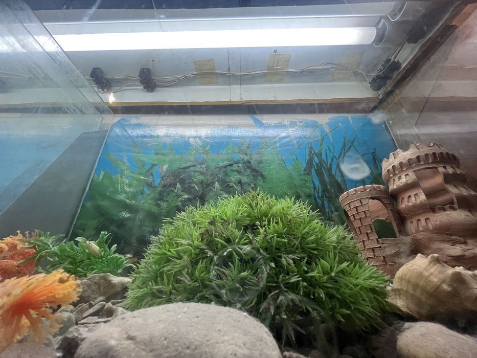 Один аквариум (на фото слева)