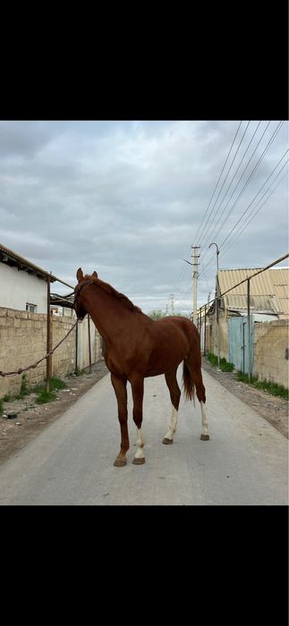 Продется лошадь