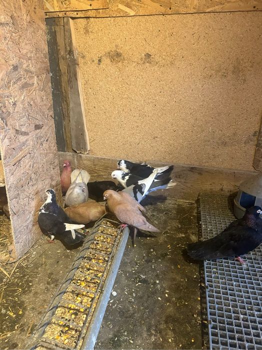 Jucatori de galati si voltati