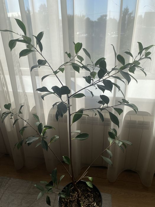Продам уветок фикус