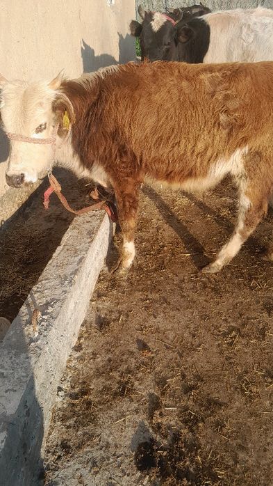 Navos sotladi soglom