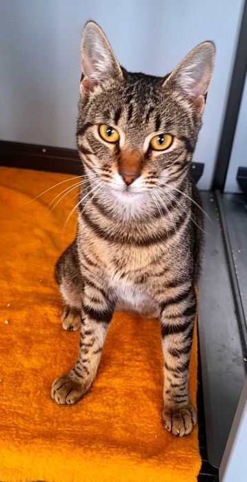 Adoptie motan castrat Mozzart