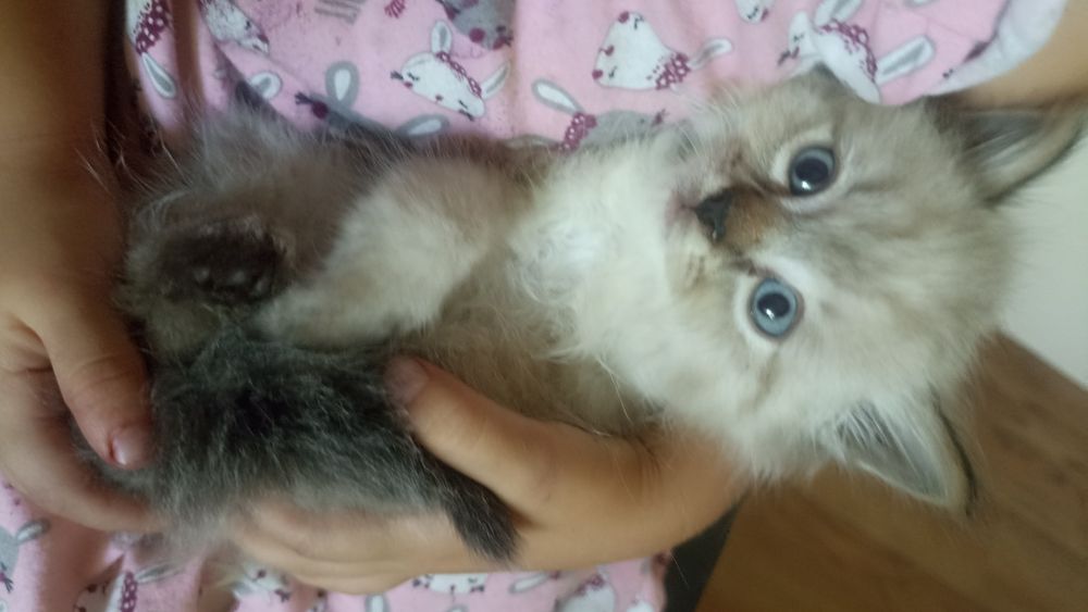 Продам симпатичных котят