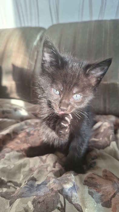 Котята смесь с майн-кун