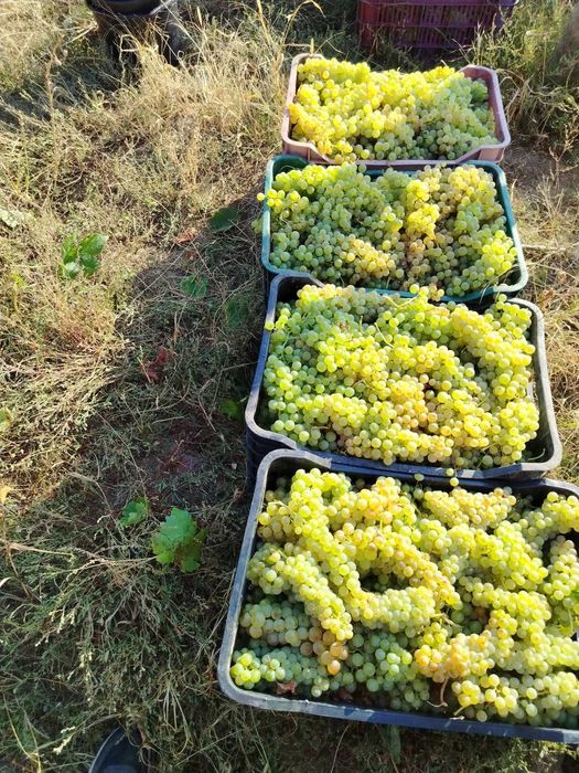 2026 Struguri de masă Moldova + struguri de vin Fetească Regală, Merlot și Chasselas Doré